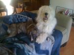 Merlin,Panda, Snoop, Gilligan 169.jpg