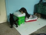 Minnie and her kittens 052.jpg