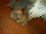 Minnie and her kittens 064.jpg