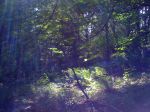 Nature 012.jpg