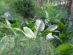 Nature 021.jpg