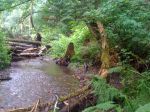 Nature 032.jpg