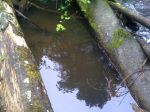 Nature 037.jpg