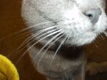 Pets 003.jpg