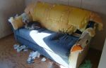 Should_I_get_a_dog_or_have_a_child_--_dog__.jpg
