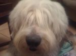 Vancouver and dogs 021.JPG