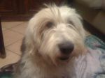 Vancouver and dogs 023.JPG