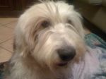 Vancouver and dogs 024.JPG