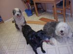 Wedding and Dog photos 024.jpg