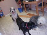 Wedding and Dog photos 025.jpg