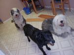 Wedding and Dog photos 026.jpg