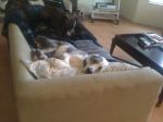 critter pics 025.jpg