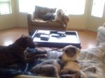 critter pics 049.jpg