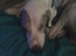 critter pics 060.jpg