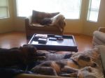critter pics 095.jpg