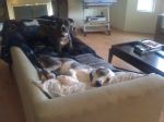 critter pics 118.jpg