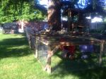 dogs, cats and bunnies 014.jpg
