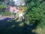 dogs, cats and bunnies 041.jpg