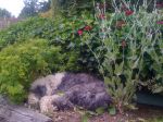 dogs, cats and bunnies 042.jpg