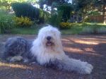dogs, cats and bunnies 092.jpg