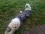 dogs, cats and bunnies 187.jpg