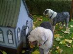 house pics 049.jpg