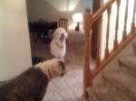 house pics 103.jpg