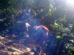 my pets 010.JPG