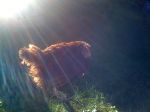 my pets 012.JPG