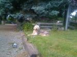 new piggy house 030.JPG