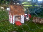 new piggy house 040.JPG