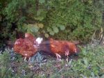 sheds,chickens and dogs 016.JPG