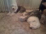 sleeping dogs 024.jpg