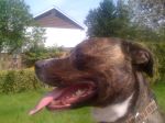 snoop and pets 020.JPG