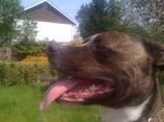 snoop and pets 021.JPG