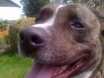 snoop and pets 024.JPG