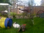 snoop and pets 034.JPG