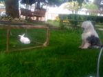 snoop and pets 045.JPG