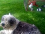 snoop and pets 047.JPG