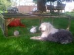 snoop and pets 050.JPG