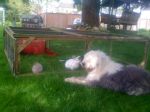 snoop and pets 051.JPG