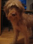 doogie3.jpg