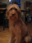 doogie4.jpg
