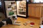 fridge.jpg
