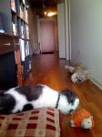 sleepingdogs.jpg