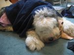 sleepingturtle.jpg