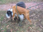 dogplay_01.jpg