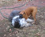 dogplay_02.jpg