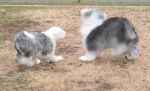 hopping.jpg