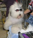 suzi-sunglasses.jpg